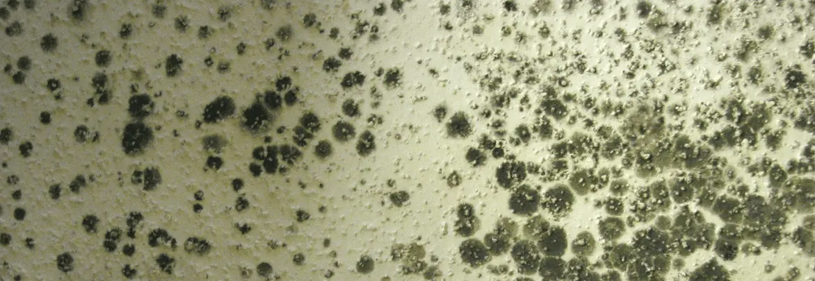8 Things To Know When Mold Takes Hold