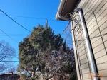 Alt Text:
Service cables through tree in Vogle Heights subdivision of Kansas City, MO – 64111 (39.0453N, 94.6061W)