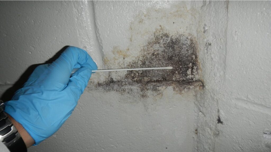 how much does mold testing cost?