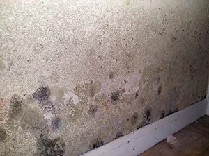 large black mold spots on wall