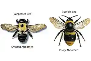 Carpenter bee compared to bumble bee