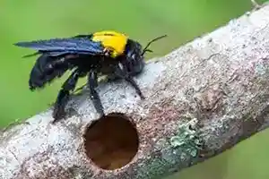 carpenter bee with hole