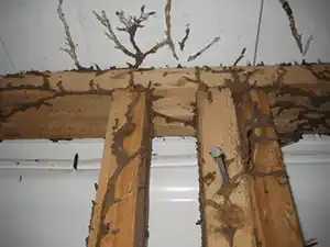 image of termite shelter tubes in a leawood, ks home