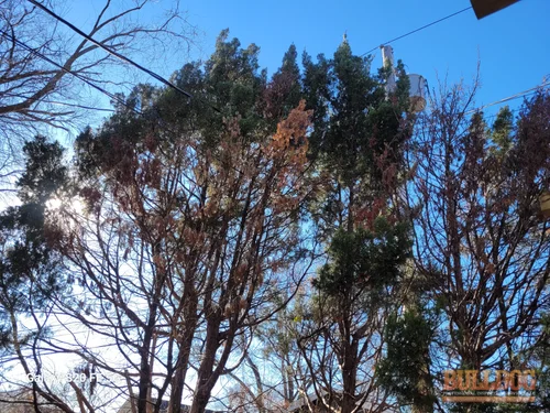 Electrical service drop running through tree branches in Kansas City, MO – 64111 (39.04529990N, 94.60606550W)